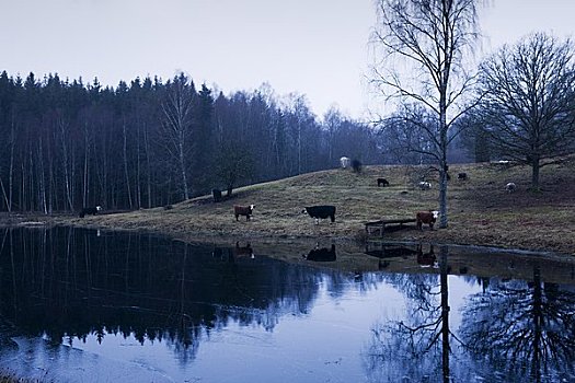 斯堪的纳维亚半岛,瑞典,母牛,湖