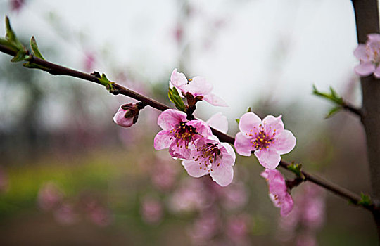 三十岗桃花