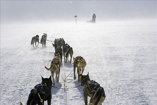 挪威,旅行,上方,山峦,狗拉雪橇,引导,老兵,探索者