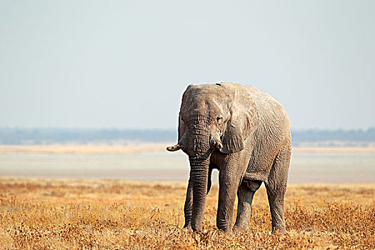 非洲象,开阔地