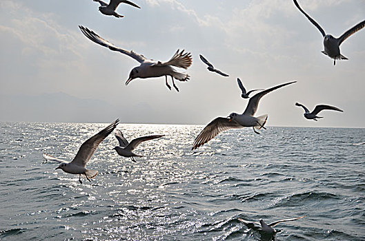 云南昆明的海鸥