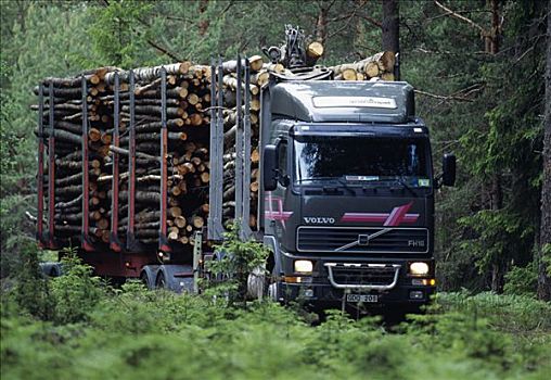 卡车,原木,木头,树林