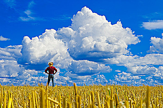 一个,男人,上方,燕麦,胡茬,天空,积云,积雨云,云,靠近,曼尼托巴,加拿大