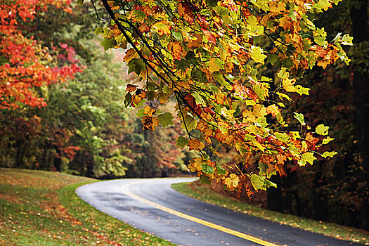 乡间小路,秋叶,蓝脊公园大道,弗吉尼亚,美国