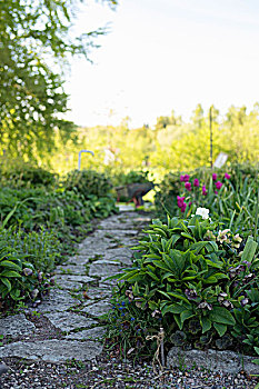 铺石,小路,床,菟葵,郁金香,春天,花园