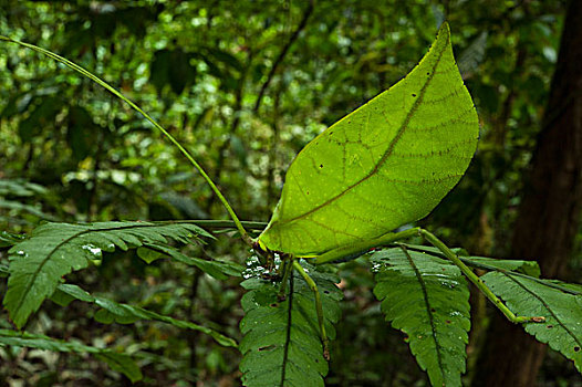 叶子,纺织娘,国家公园,亚马逊雨林,厄瓜多尔,南美