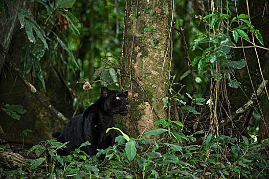 美洲虎,美洲豹,独特,黑豹,国家公园,亚马逊河,厄瓜多尔