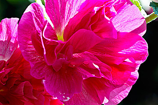 粉色,锦葵属植物,花,特写