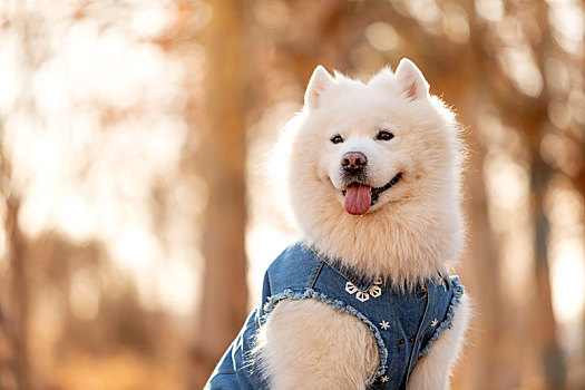 萨摩和田园犬的秋景拍摄