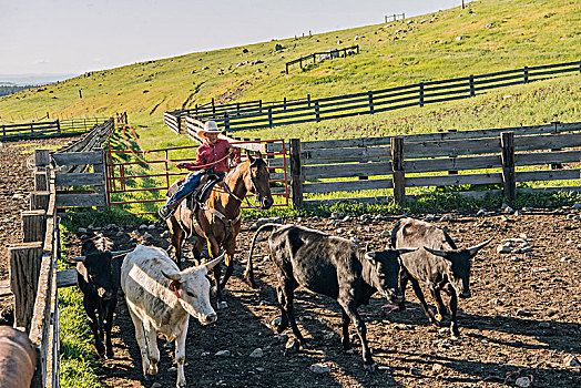 牛仔,骑马,套索,公牛,幼兽,俄勒冈,美国,北美