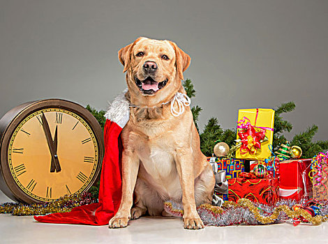 拉布拉多犬,圣诞帽,新年,花环,礼物