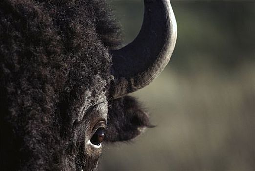 美洲野牛,野牛,脸,卡斯特州立公园,南达科他