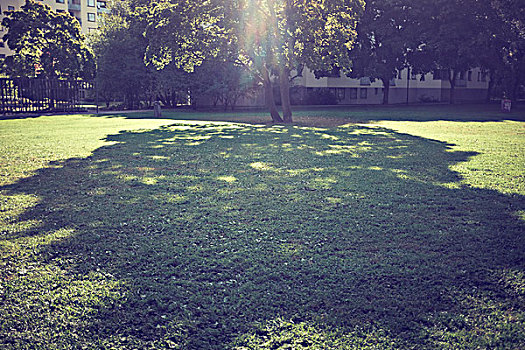 影子,树,草坪