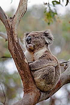 树袋熊,树上,澳大利亚