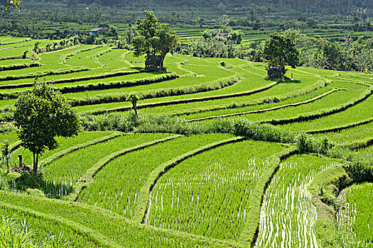 稻田,稻米梯田,巴厘岛,印度尼西亚,亚洲