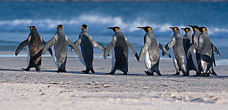 帝企鹅,海滩,福克兰群岛