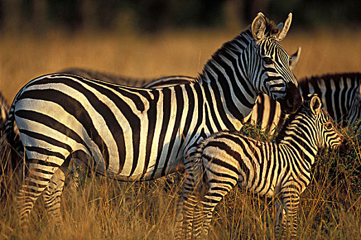 非洲,肯尼亚,马塞马拉野生动物保护区,平原斑马,斑马,幼兽,高草,热带草原,日出