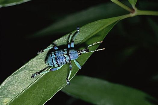 雨林,甲虫,伊里安查亚省,新几内亚,印度尼西亚