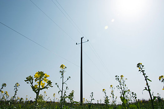 田野里,电线杆