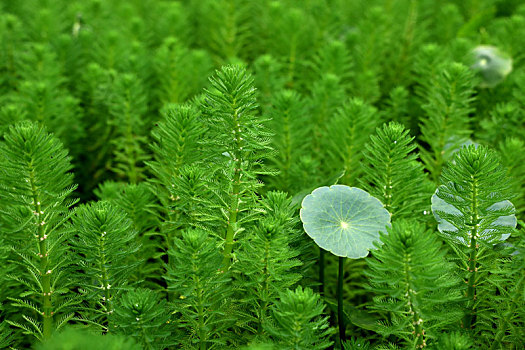 绿色的水生植物