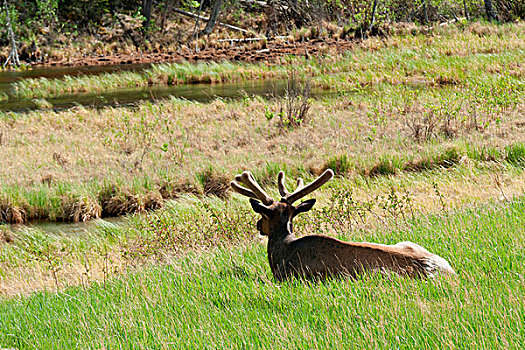 麋鹿,休息,草,碧玉国家公园,艾伯塔省,加拿大