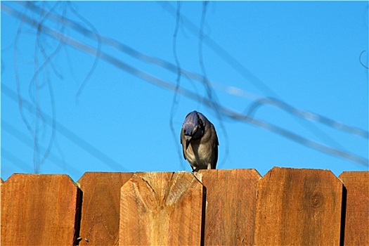 蓝松鸦,鸟,栅栏,俯视