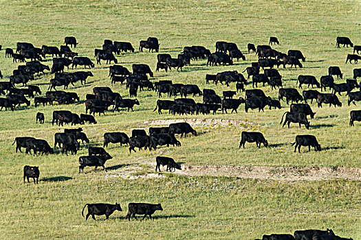 黑色,畜群,户外,荒地国家公园,南达科他,美国
