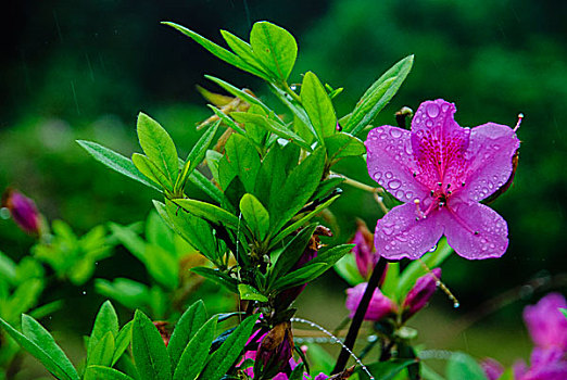 杜鹃花开