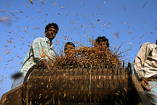 农民,脱粒,稻田,收获,季节,乡村,孟加拉,十二月,2008年
