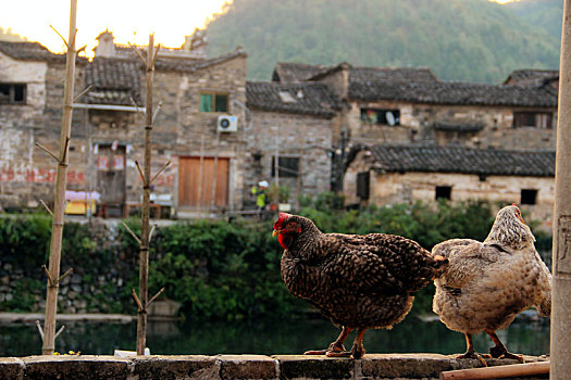 古村里的两只母鸡