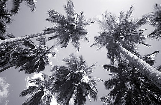 仰视,棕榈树,黑白