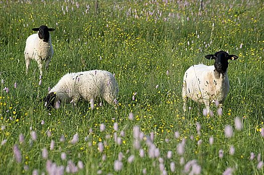 三个,绵羊,德国,花,草场
