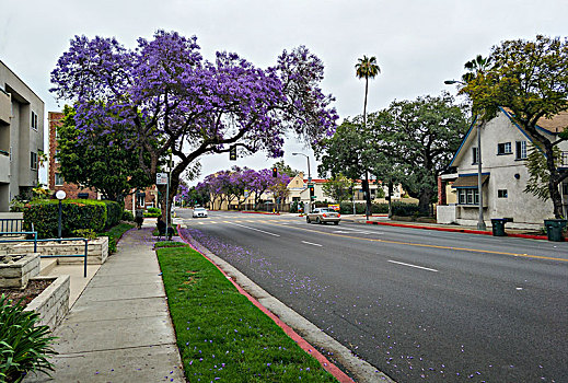 洛杉矶的蓝楹花街