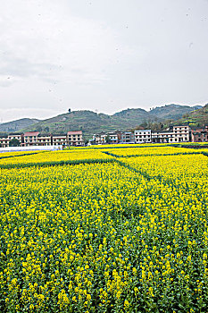 重庆南川区重庆市南川区三秀万亩油菜花海