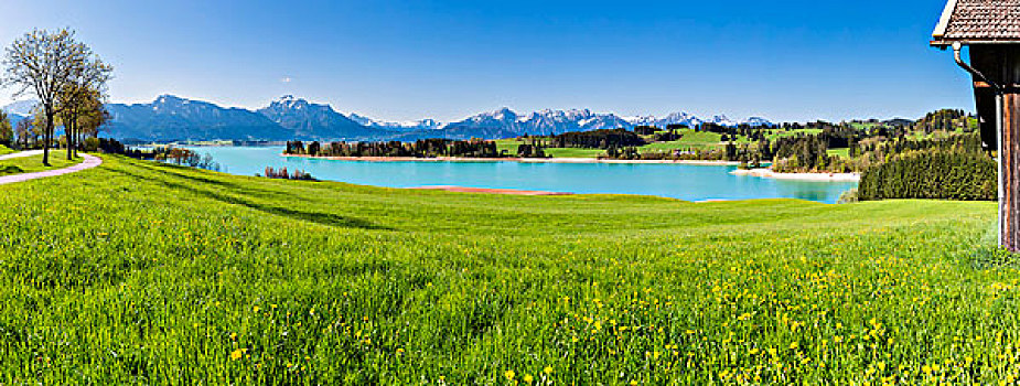 湖,阿尔卑斯山,山脉,背景,巴伐利亚,德国