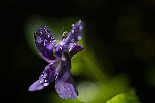 紫罗兰,花,堇菜属,特写