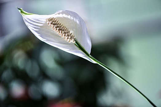 花朵局部特写