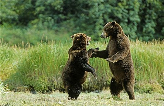 两个,棕熊,玩耍,争斗,卡特麦国家公园,阿拉斯加,美国