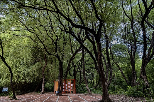 羊城广州夏天天河公园的绿树成荫,竹林与石头小路
