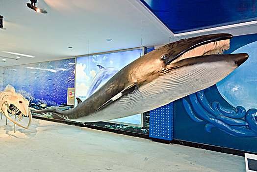 海洋生物鲸鱼标本