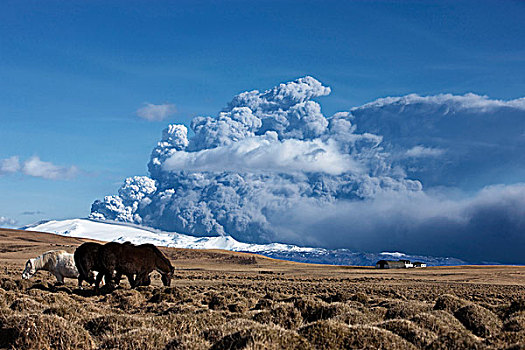 马,地点,户外,喷发,火山,背景,冰岛
