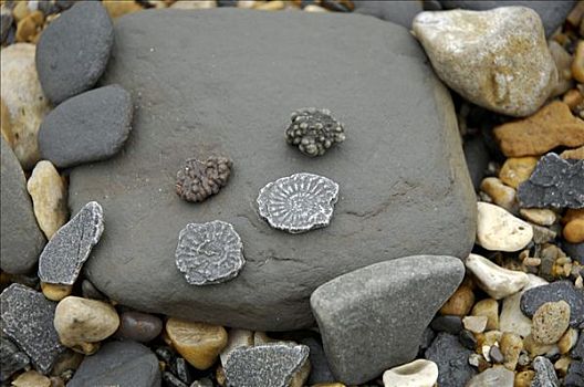 石头,侏罗纪海岸,靠近,东方,德文郡,海岸,英格兰