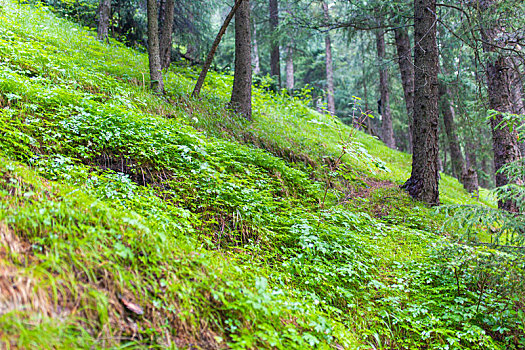 森林绿色植被特写