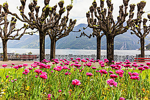 公园长椅,树,水边,散步场所,正面,蒙特卡罗,湖,卢加诺,提契诺河,瑞士,阿尔卑斯山