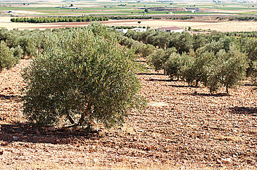 橄榄种植园