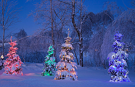 雪,圣诞树,冬天,加拿大