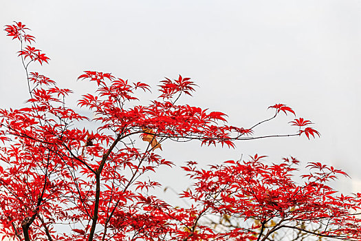 秋天白色背景前红色的枫树