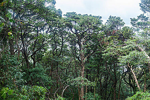 香港卢吉道树