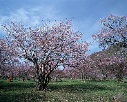 樱桃树,盛开