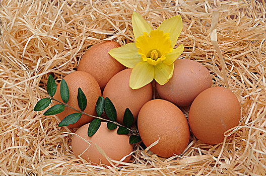 褐色,鸡,蛋,水仙花,复活节